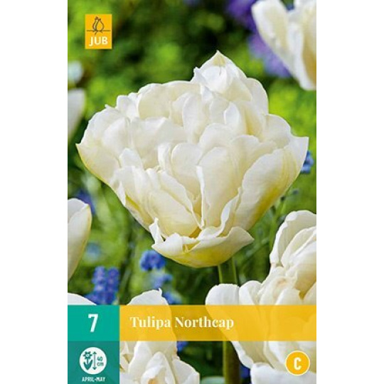 Karta - Tulipán - Northcap (7 cibulí) "C+"