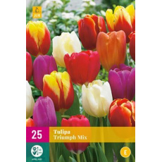 Karta XXL - Tulipán - Triumph Mix ( 15 cibulí) "E+"