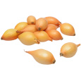 Sazečka - Augusta ozimá 500 g (7-14 mm) /cena bez slev/