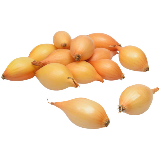 Sazečka - Augusta ozimá 500 g (7-14 mm) /cena bez slev/