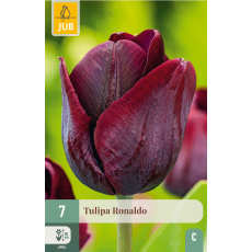 Karta - Tulipán - Ronaldo (7 cibulí) "C+" Karta - Tulipán - Ronaldo (7 cibulí) "C+"