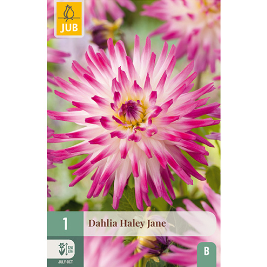 Karta - Jiřina HAYLEY JANE (1 hlíza) "B"