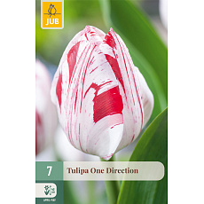 Karta - Tulipán - One Direction (7 cibulí) "C+"