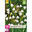 Karta XXL - Bledule - Leucojum Aestivum (20 cibulí) "E"
