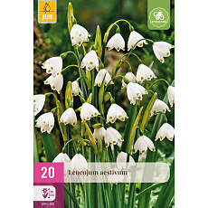 Karta XXL - Bledule - Leucojum Aestivum (20 cibulí) "E"
