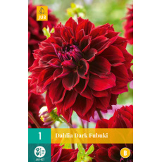 Karta - Jiřina DARK FUBUKI (1 hlíza) "B"