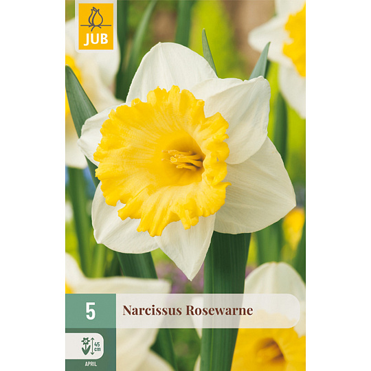 Karta - Narcis - Rosewarne (5 cibulí) "C"