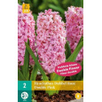 Karta - Hyacint Double - Pink (3 cibule) "C"