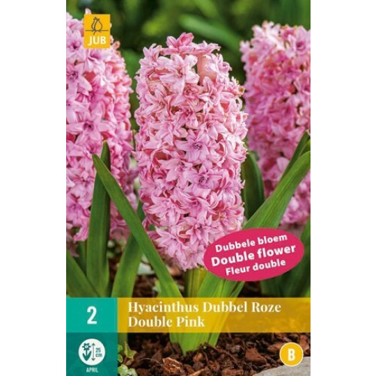 Karta - Hyacint Double - Pink (3 cibule) "C"