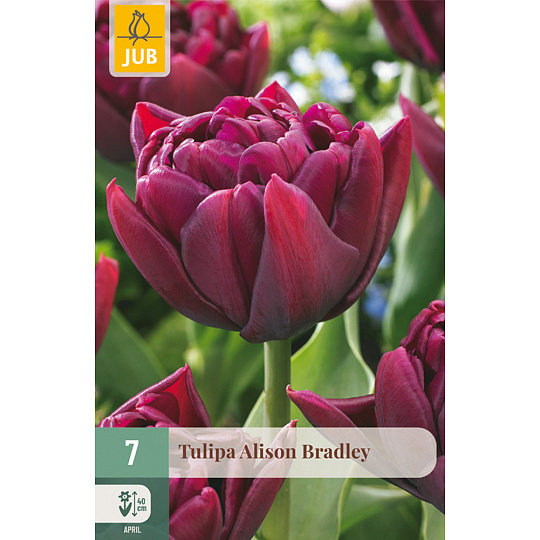 Karta - Tulipán - Alison Bradley (7 cibulí) "C"