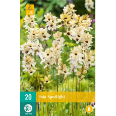 Karta - Duhovnice (Ixia) SPOTLIGHT (20 cibulí) "A+"