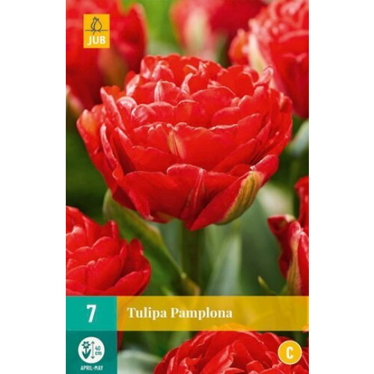 Karta - Tulipán - Pamplona (7 cibulí) "C+"