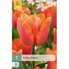 Karta - Tulipán - Jimmy (7 cibulí) "C"
