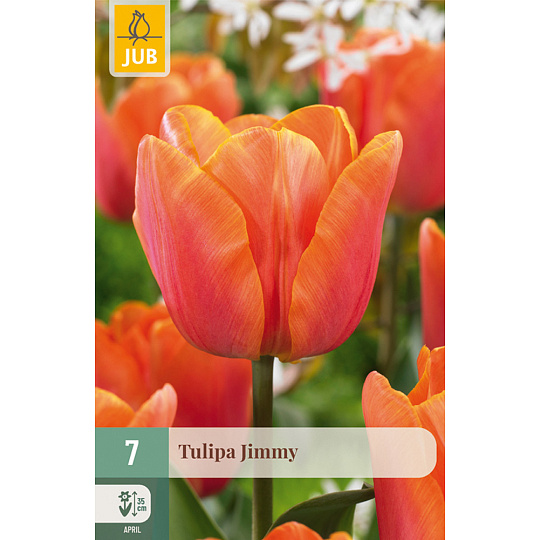 Karta - Tulipán - Jimmy (7 cibulí) "C"