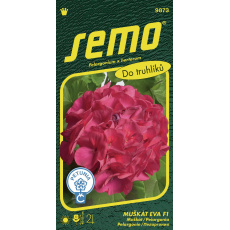 Pelargonie páskatá - Eva F1 11s Pelargonie páskatá - Eva F1 11s
