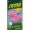 Pelargonie páskatá - Jarka F1 11s