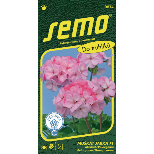 Pelargonie páskatá - Jarka F1 11s