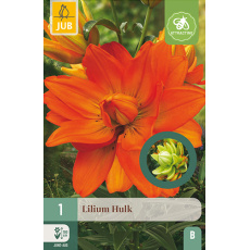 Karta - Lilie HULK (1 cibule) "B" Karta - Lilie HULK (1 cibule) "B"