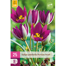 Karta XXL - Tulipán - Persian Pearl (25 cibulí) "E"