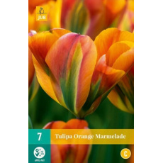 Karta - Tulipán - Orange Marmelade (7 cibulí) "C" Karta - Tulipán - Orange Marmelade (7 cibulí) "C"