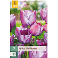 Karta - Tulipán - Blue Heaven (7 cibulí) "C+"