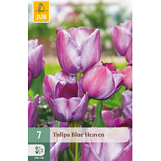 Karta - Tulipán - Blue Heaven (7 cibulí) "C+"