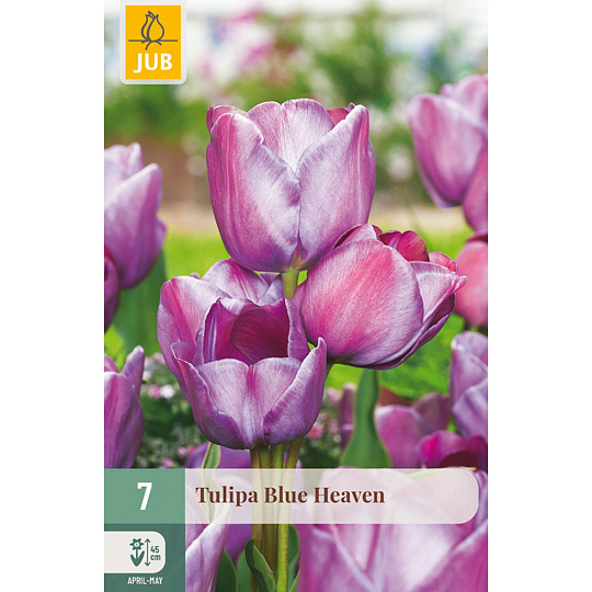Karta - Tulipán - Blue Heaven (7 cibulí) "C+"