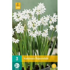 Karta - Narcis - Potnarcis Paperwhite (3 cibule) "C" Karta - Narcis - Potnarcis Paperwhite (3 cibule) "C"