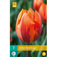 Karta - Tulipán - Hermitage (7 cibulí) "C+"