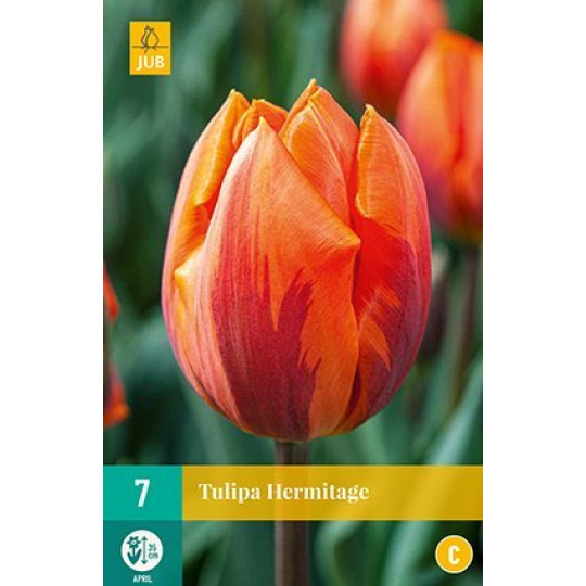 Karta - Tulipán - Hermitage (7 cibulí) "C+"