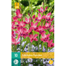 Karta - Mečík VULCANO (10 cibulí) "B+"