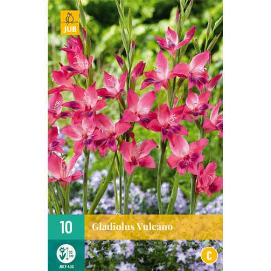 Karta - Mečík VULCANO (10 cibulí) "B+"