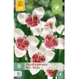 Karta - Tygřice Tigridia PAVONIA WHITE (10 cibulí) "B"