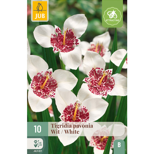 Karta - Tygřice Tigridia PAVONIA WHITE (10 cibulí) "B"