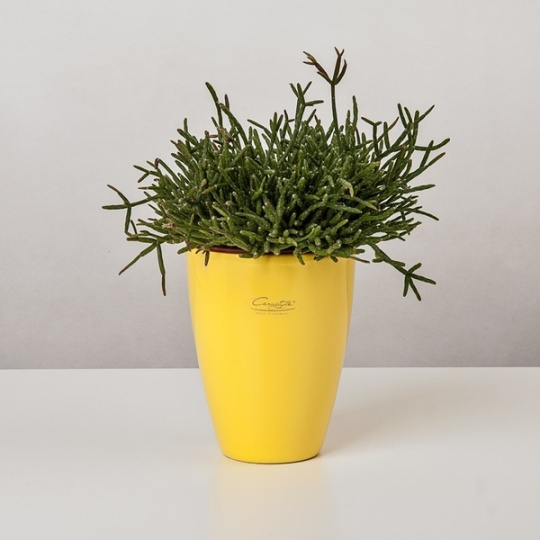 Obal 909 Limone lesk 15 cm