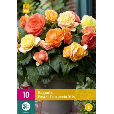 Karta XXL - Begónie  PASTEL COMPACTA MIX (10 cibulÍ) "E"