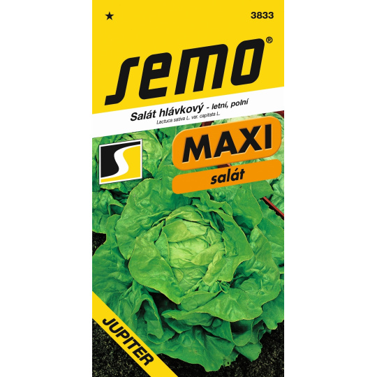 Salát letní - Jupiter polní 0,3g  - série MAXI (ZÁRUKA 2026)