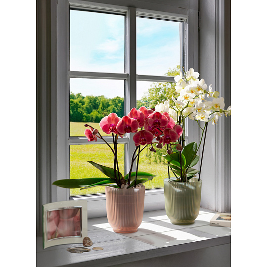 Obal orchidejový 314 Frosted Rose 15 sklo mat 13 cm / v. 15 cm