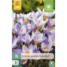 Karta - Krokus - Rosalind (15 cibulí) "B" Karta - Krokus - Rosalind (15 cibulí) "B"