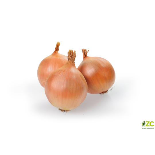 Sazečka - Augusta ozimá 250 g (7-14 mm) /cena bez slev/