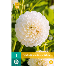 Karta - Jiřina BOOM BOOM WHITE (1 hlíza) "B+"